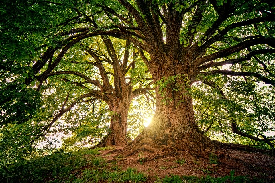 This is a picture of an Oak tree in Killeen, TX
