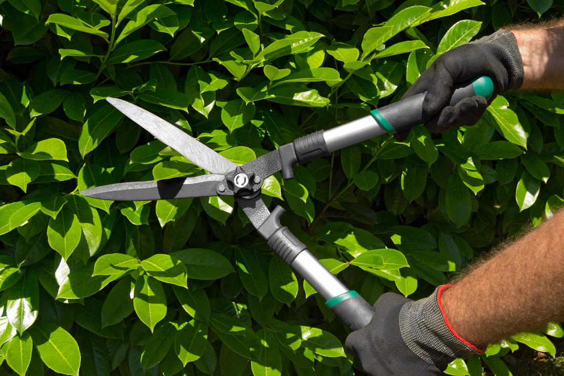 Picture of workers trimming bushes.